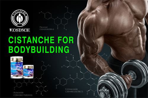 cistabche for bodybuilding
