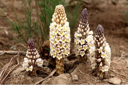 cistanche cistanche