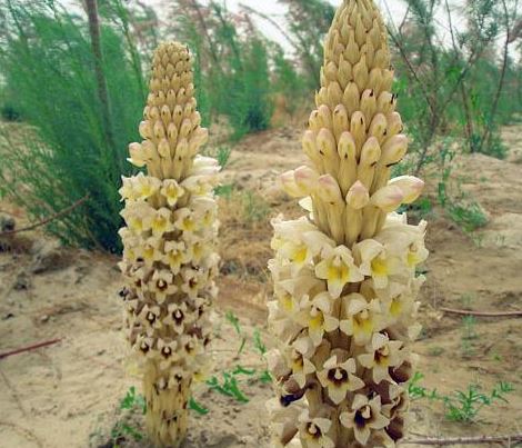 cistanche cistanche