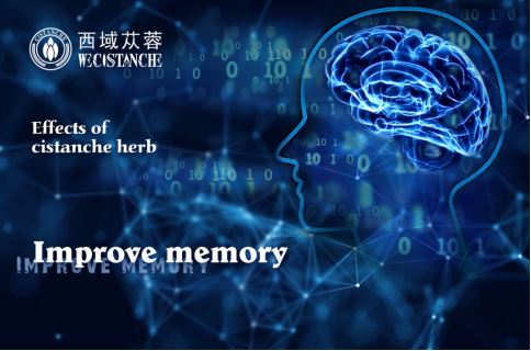 cistanche tubulosa contains the effective components that can effectively improve memory cistanche tubulosa contains the effective components that can effectively improve memory