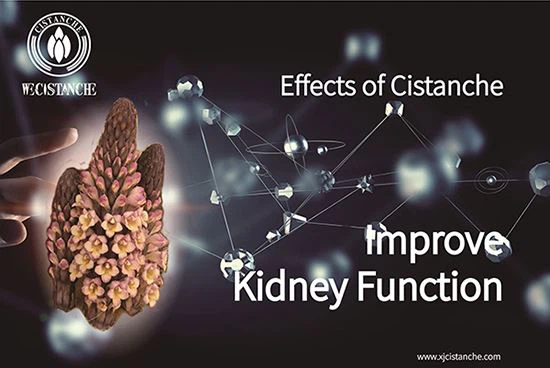 Cistanche for kidney Cistanche for kidney