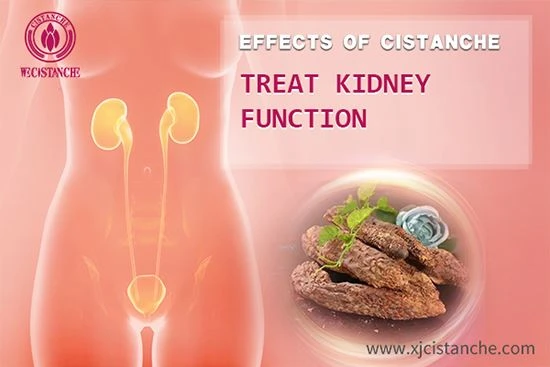 cistanche for kidney cells cistanche for kidney cells