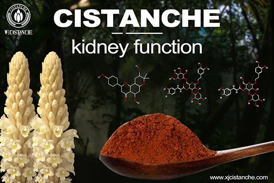 cistanche-kidney function cistanche-kidney function