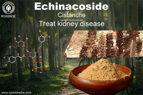 cistanche nourishing kidney and nourishing essence