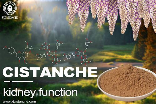 Cistanche prevent Kidney cachexia or protein-energy wasting in chronic kidney disease