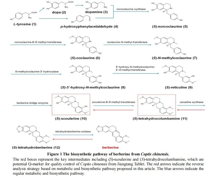 The biosynthetic pathway of berberine from Coptis chinensis