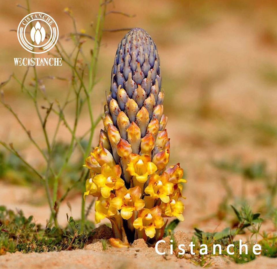 cistanche cistanche