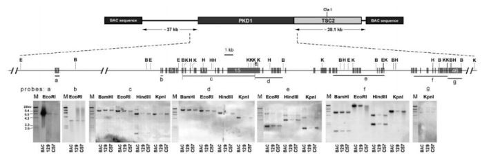 cistanche for kidney disease treatment cistanche for kidney disease treatment