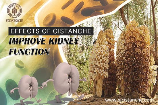 effect of cistanche improve kidney function effect of cistanche improve kidney function