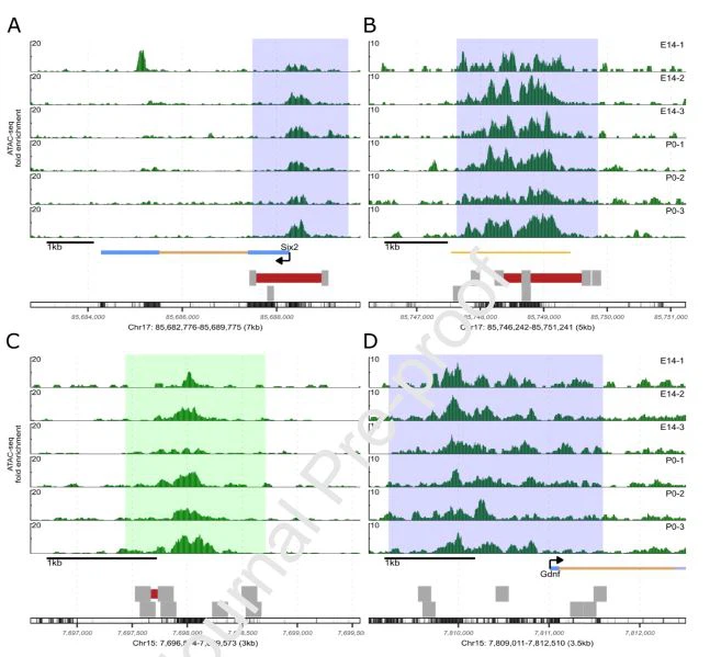 cistanche for kidney