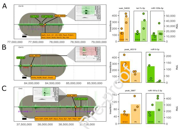 cistanche can tonify kidney