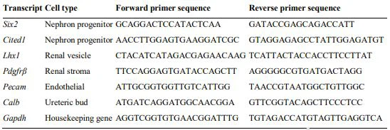 cistanche for kidney disease