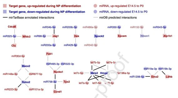 Cistanche for kidney