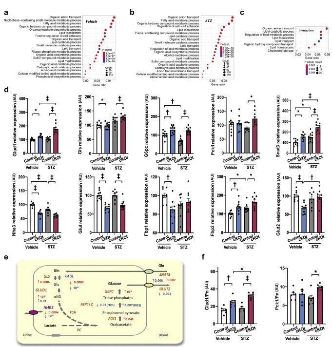 Cistanche for kidney Cistanche for kidney