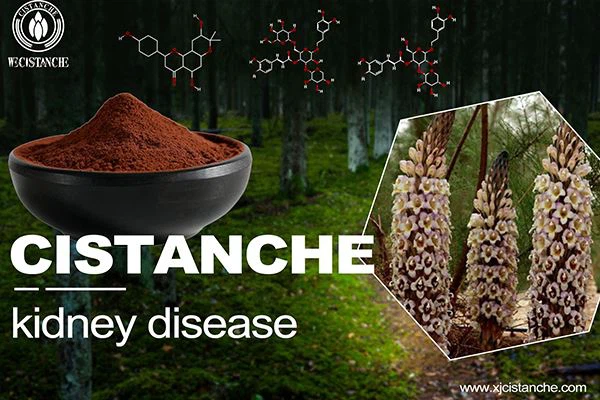 Cistanche can prevent kidney disease Cistanche can prevent kidney disease