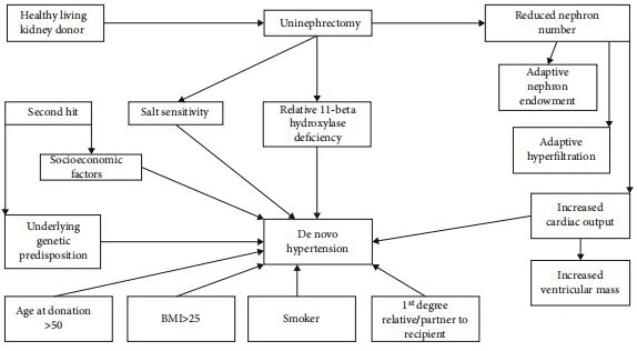 Figure 1: Demonstrating potential mechanisms of de novo hypertension in kidney donors.