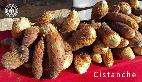 Cistanche tubulosa