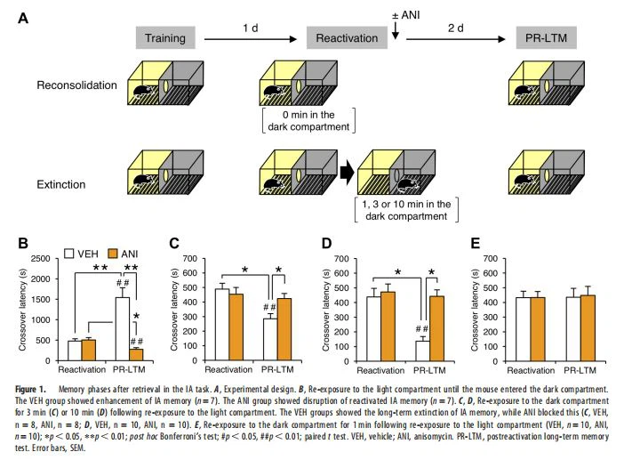 Memory phases after retrieval