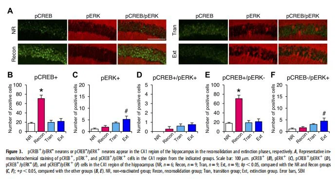 neurons appear in the CA1