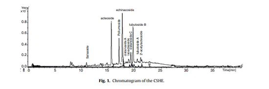 figure 1 Cistanche Herba
