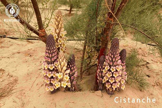 cistanche tubulosa (3)