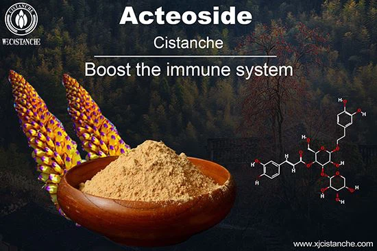 Acteoside in Cistanche