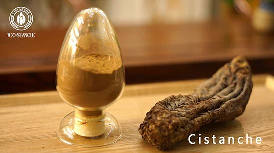Cistanche tubulosa-