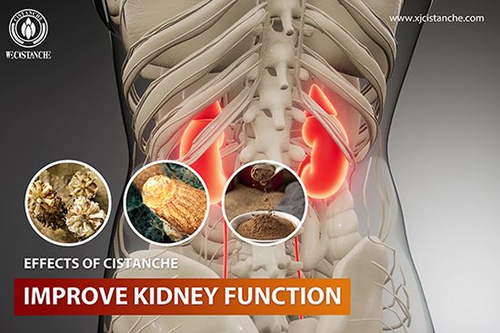 Cistanche can treat renal disease Cistanche can treat renal disease