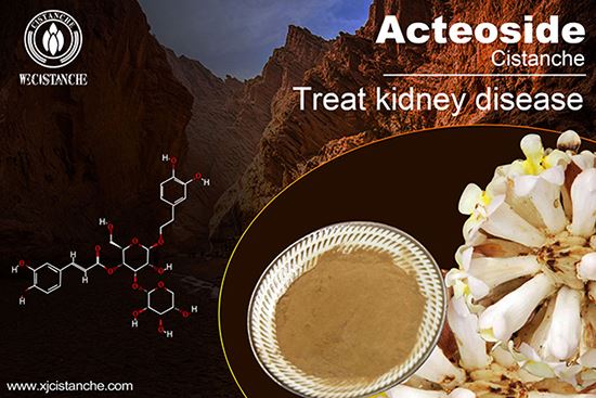 Cistanche can treat renal disease Cistanche can treat renal disease