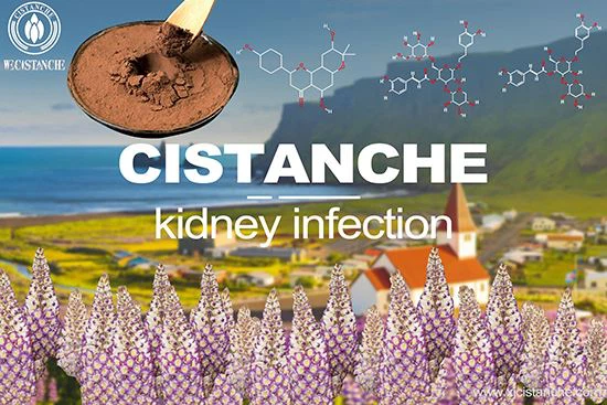 Cistanche can treat kidney injury