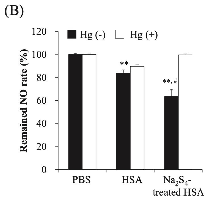 (B) Scavenging of NO by Na2Sn-treated HSA. NO concentration was measured by a Griess assay after the reaction with Na2S4-treated HSA (50 μM) and NOC7 (200 μM). 