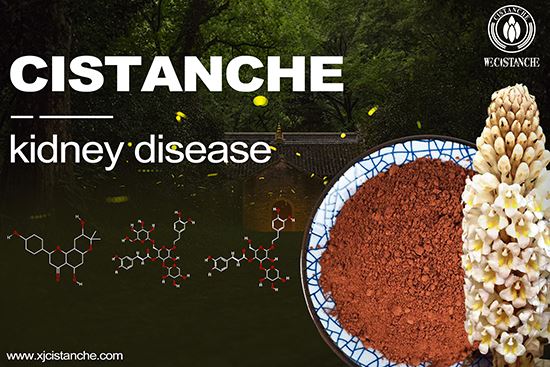 cistanche extract: treating kidney disease