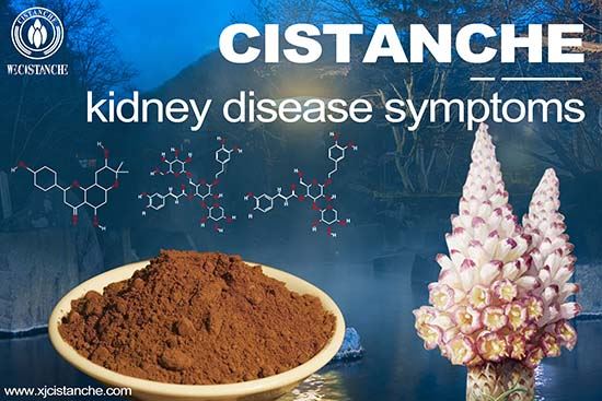 Cistanche-kidney disease