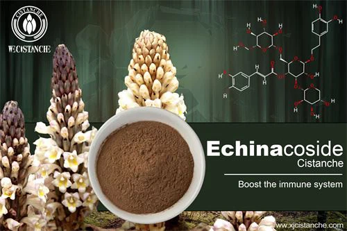 Cistanche as a Chinese herbal medicine can improve immunity and fight cancer, click here to learn more