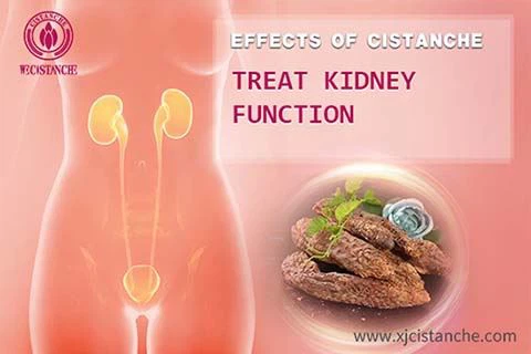 cistanche for kidney disease