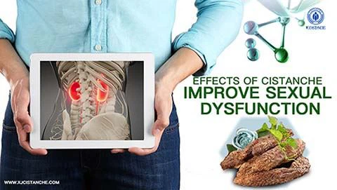 Improve Kidney disease--Cistanche acteoside