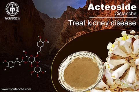 cistanche treat kidney disease