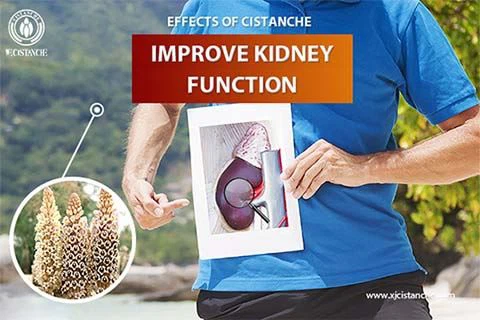Cistanche is good for renal function