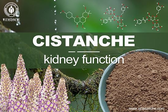 Cistanche can relieve kidney disease