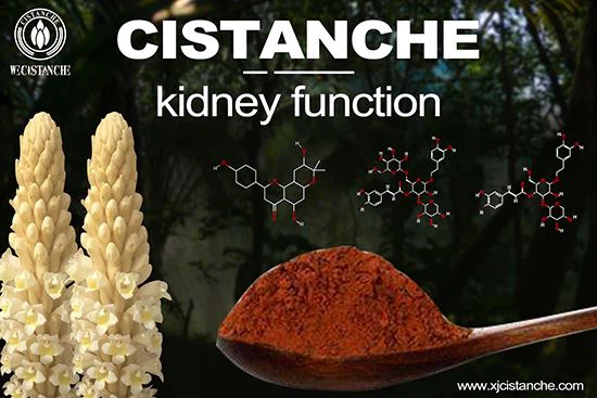 cistanche is good for choric kidney disease