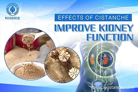 Cistanche for improve kidney dysfunction
