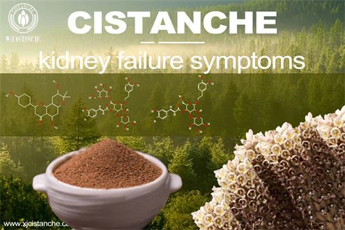 Cistanche-kidnry failure symptoms-3(63)