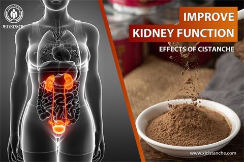 effects of cistanche：improve kidney function5.jpg