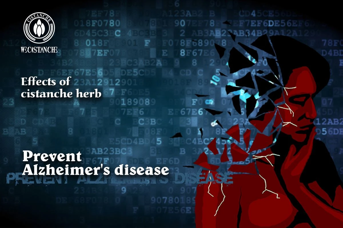 cistanche Prevent Alzheimer's disease