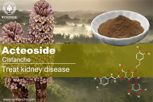 acteoside in cistanche have good effcts to kidney
