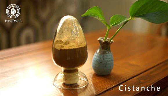 HERB CISTANCHE EXTRACT