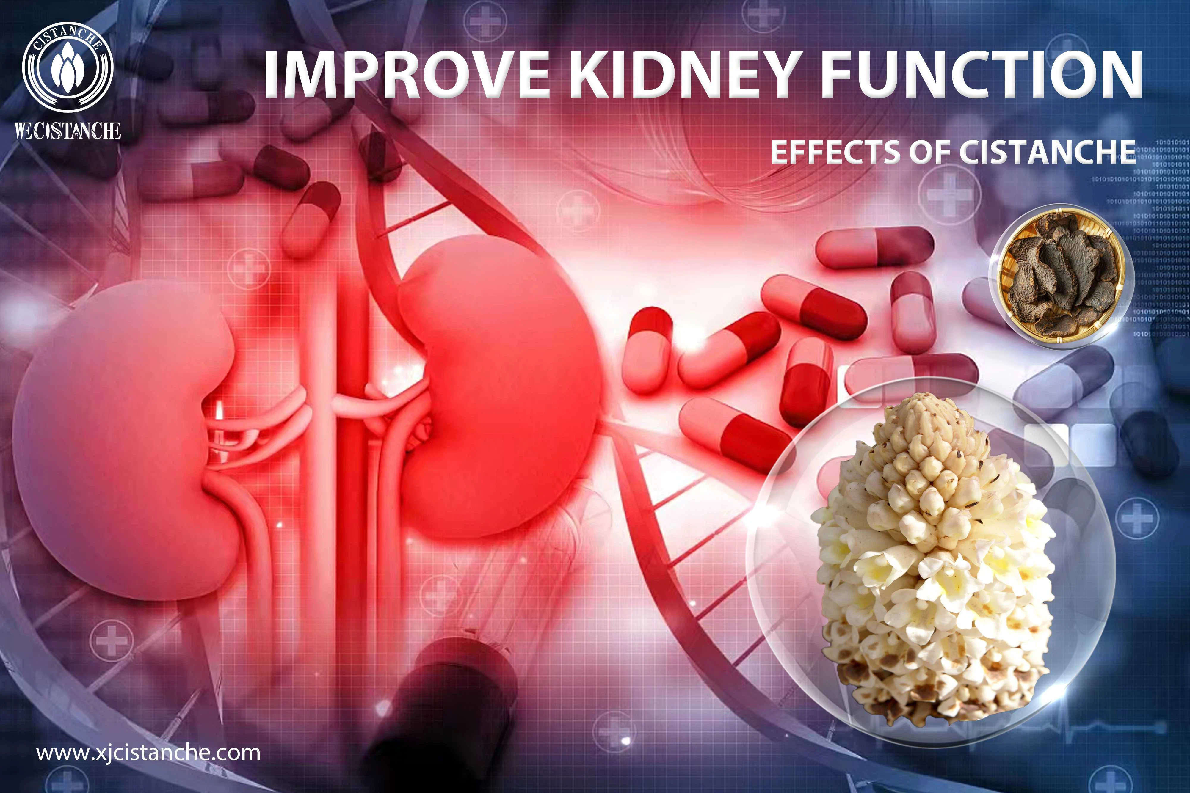 Cistanche supplement for kidney function Cistanche supplement for kidney function