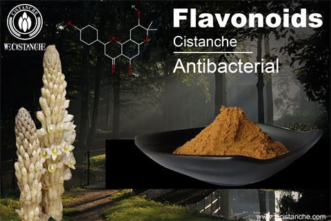 cistanche tubulosa extract benefit:anti-bacterial cistanche tubulosa extract benefit:anti-bacterial