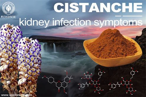 Cistanche-kidney Cistanche-kidney