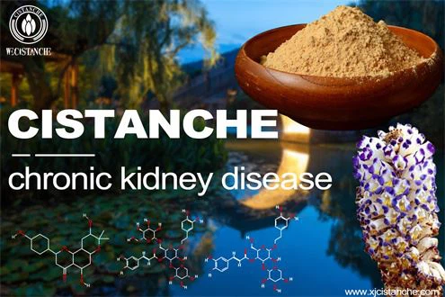 what is cistanche used for:  treating chronic kidney diseases